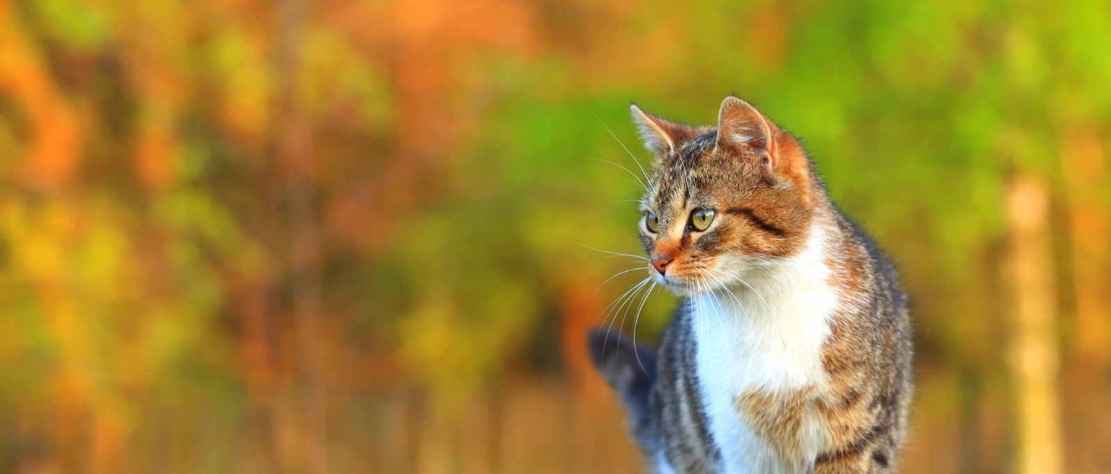 Trockenfutter für ausgewachsene kastrierte Katzen – Gewichtskontrolle
